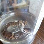 かたつむり - ペットボトルに入った赤マムシ