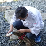 かたつむり - ペットの瓜坊（ハルちゃん）