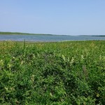 菜な家 - サロマ湖原生花園