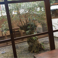 SHOKUDO YArn - 