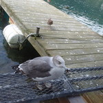 百楽荘 - 待っている鳥たち