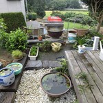 水塚 - 可愛いメダカがいました