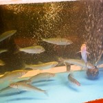 英ちゃん冨久鮓 - 天然の鮎が一杯泳いでます