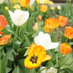 わらび野 - チューリップが満開でした（2016/5）