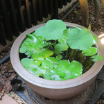 恵比寿 箸庵 - 今朝は開いていたのかしら