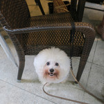 恵比寿 箸庵 - アンはママの椅子の下