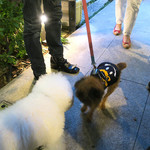 恵比寿 箸庵 - ちっちゃなお友達ご来店