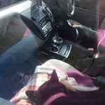 ピッザピッザピッザ - 