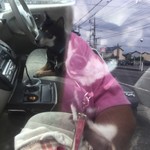 ピッザピッザピッザ - 