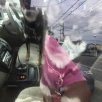 ピッザピッザピッザ - 