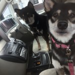 ピッザピッザピッザ - 