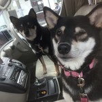 ピッザピッザピッザ - 