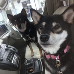 ピッザピッザピッザ - 