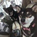 ピッザピッザピッザ - 