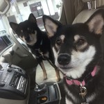 ピッザピッザピッザ - 