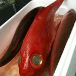 オステリア i VIGNERI - 三重県　尾鷲から届いたの金目鯛と赤サバ