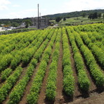 コスモプラザ - 上空からのコスモス畑