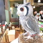 パクチーバル 8889 - アフリカオオコノハズクのニル(NIR)ジョルノ・ジョバァーナに似ている