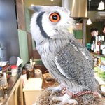 パクチーバル 8889 - アフリカオオコノハズクのニル(NIR)ジョルノ・ジョバァーナに似ている