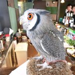 パクチーバル 8889 - アフリカオオコノハズクのニル(NIR)ジョルノ・ジョバァーナに似ている