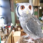 パクチーバル 8889 - アフリカオオコノハズクのニル(NIR)ジョルノ・ジョバァーナに似ている