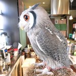 パクチーバル 8889 - アフリカオオコノハズクのニル(NIR)ジョルノ・ジョバァーナに似ている