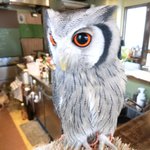 パクチーバル 8889 - アフリカオオコノハズクのニル(NIR)ジョルノ・ジョバァーナに似ている