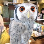 パクチーバル 8889 - アフリカオオコノハズクのニル(NIR)ジョルノ・ジョバァーナに似ている