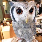 パクチーバル 8889 - アフリカオオコノハズクのニル(NIR)ジョルノ・ジョバァーナに似ている