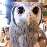 パクチーバル 8889 - アフリカオオコノハズクのニル(NIR)ジョルノ・ジョバァーナに似ている