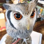 パクチーバル 8889 - アフリカオオコノハズクのニル(NIR)ジョルノ・ジョバァーナに似ている