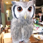 パクチーバル 8889 - アフリカオオコノハズクのニル(NIR)ジョルノ・ジョバァーナに似ている