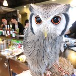 パクチーバル 8889 - アフリカオオコノハズクのニル(NIR)ジョルノ・ジョバァーナに似ている