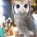 パクチーバル 8889 - アフリカオオコノハズクのニル(NIR)ジョルノ・ジョバァーナに似ている