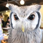 パクチーバル 8889 - アフリカオオコノハズクのニル(NIR)ジョルノ・ジョバァーナに似ている