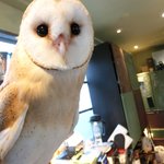 パクチーバル 8889 - メンフクロウのパティ(PATTI) 剛力彩芽に似ている