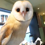 パクチーバル 8889 - メンフクロウのパティ(PATTI) 剛力彩芽に似ている