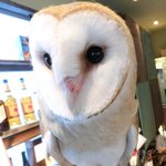 パクチーバル 8889 - メンフクロウのパティ(PATTI) 剛力彩芽に似ている