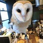 パクチーバル 8889 - メンフクロウのパティ(PATTI) 剛力彩芽に似ている