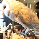 パクチーバル 8889 - メンフクロウのパティ(PATTI) 剛力彩芽に似ている