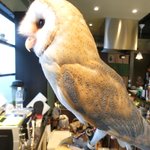 パクチーバル 8889 - メンフクロウのパティ(PATTI) 剛力彩芽に似ている