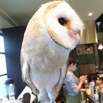 パクチーバル 8889 - メンフクロウのパティ(PATTI) 剛力彩芽に似ている