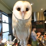 パクチーバル 8889 - メンフクロウのパティ(PATTI) 剛力彩芽に似ている