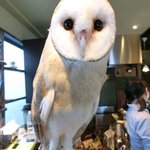 パクチーバル 8889 - メンフクロウのパティ(PATTI) 剛力彩芽に似ている
