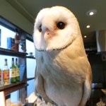 パクチーバル 8889 - メンフクロウのパティ(PATTI) 剛力彩芽に似ている