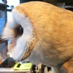 パクチーバル 8889 - メンフクロウのパティ(PATTI) 剛力彩芽に似ている