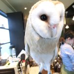 パクチーバル 8889 - メンフクロウのパティ(PATTI) 剛力彩芽に似ている