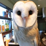 パクチーバル 8889 - メンフクロウのパティ(PATTI) 剛力彩芽に似ている