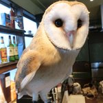 パクチーバル 8889 - メンフクロウのパティ(PATTI) 剛力彩芽に似ている