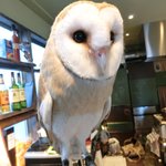 パクチーバル 8889 - メンフクロウのパティ(PATTI) 剛力彩芽に似ている